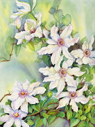 Framed White Clematis Print