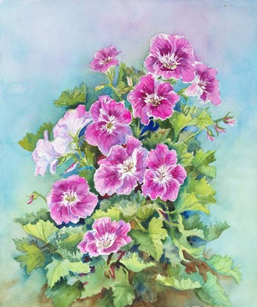 Framed Hot Pink Blush Geraniums Print