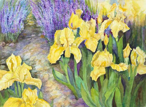 Framed Iris in a Rock Garden Print
