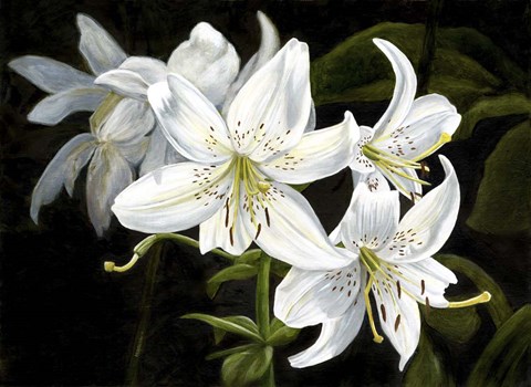 Framed Sara White Print