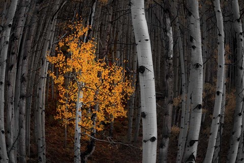 Framed Light of the Forest Print