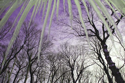 Framed Iceicles Print