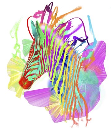 Framed Zebra Head 1 Print