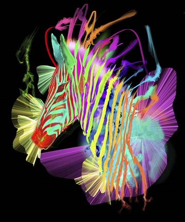 Framed Zebra Head 2 Print