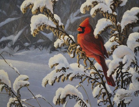 Framed Winter Cardinal Print
