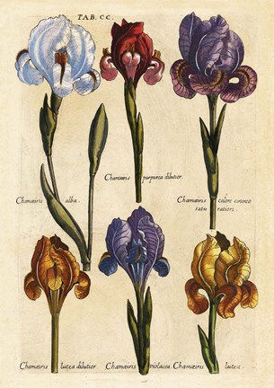 Framed Merian MattheusIrises - Early 16s Print