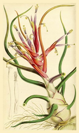 Framed Tillandsia Bulbosa 1847 Print