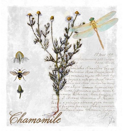 Framed Botanical Garden Chamomile Herb Print