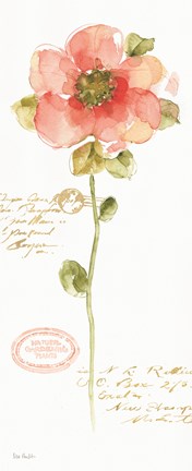 Framed Rainbow Seeds Loose Floral IV Print