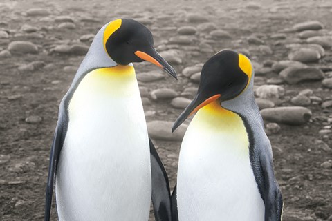 Framed Courting Print