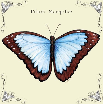 Framed Butterfly Blue Morphe Print
