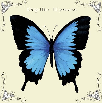 Framed Butterfly Blue Papilio Ulysses Print