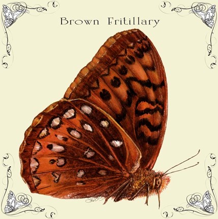 Framed Butterfly Brown Fritillary Print