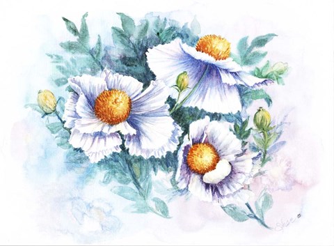 Framed White Poppies Print