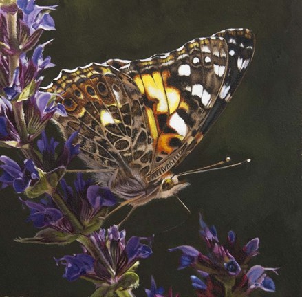 Framed Butterfly 1 Print