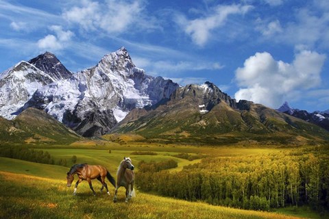 Framed Wild Nature Print