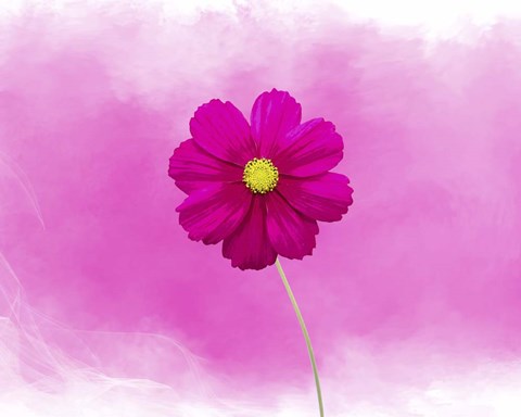 Framed Pink Flower Print