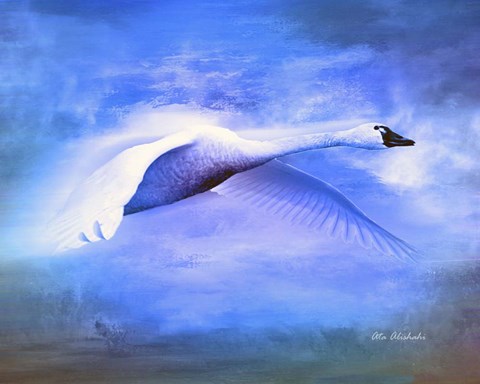 Framed Swan Fly Print