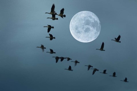 Framed Fly away Print