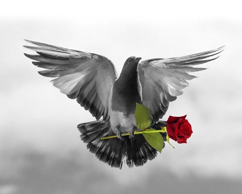 Framed Love Bird Print