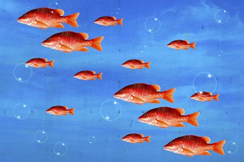 Framed Red Fish Print