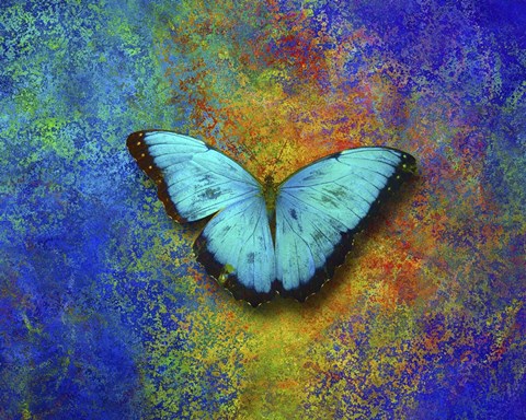 Framed Color and butterfly 1 Print