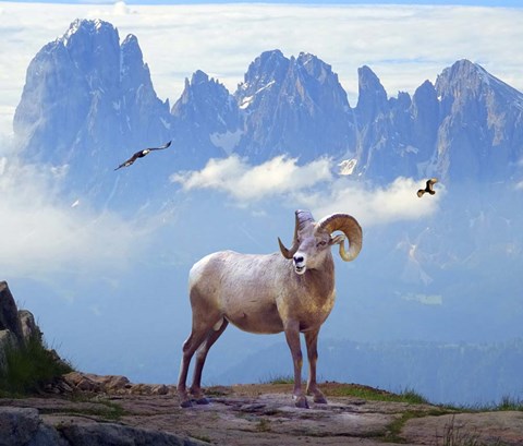 Framed Mountain Sheep Print