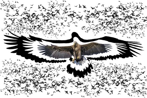 Framed Black Birds 1 Print