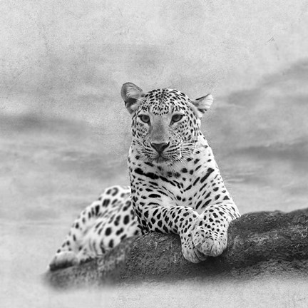 Framed Leopard 2A2 Print