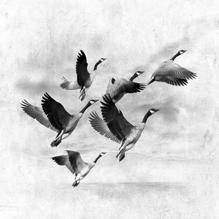 Framed Birds Fly Away 2 Print
