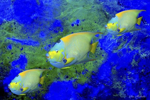 Framed Fish Art 1 Print