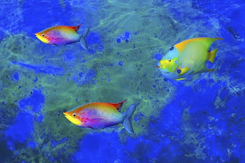 Framed Fish Art 2 Print