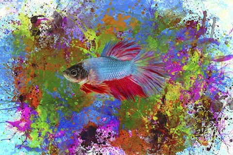Framed Fish Art 5 Print