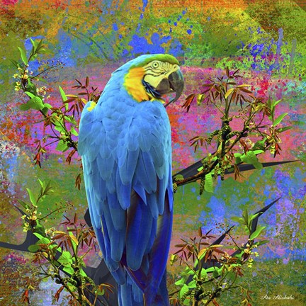 Framed Bird Collection 24 Print