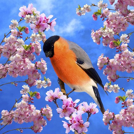 Framed Bird Collection 28 Print