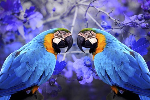 Framed Bird Collection 32 Print