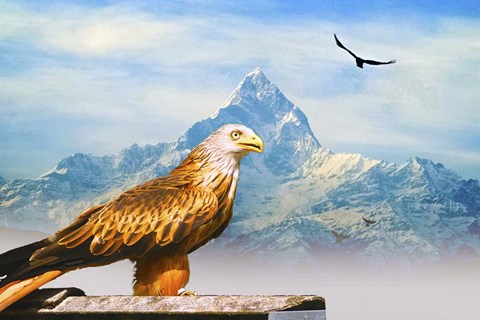 Framed Bird Collection 34 Print