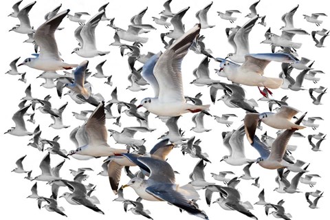 Framed Bird Collection 35 Print