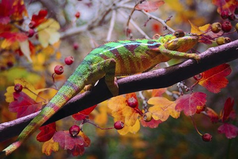 Framed Chameleons Print