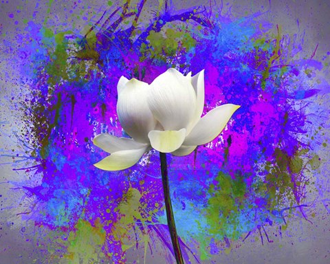 Framed Flowers Explosion SEP3 Print