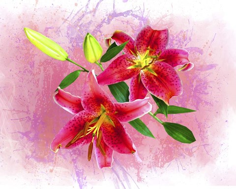 Framed Flowers Explosion SEP4 Print