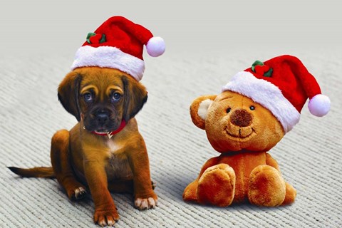 Framed Puppy and Teddy Print