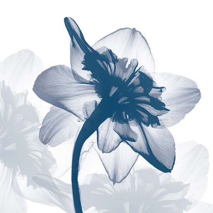 Framed Daffodil dance Print