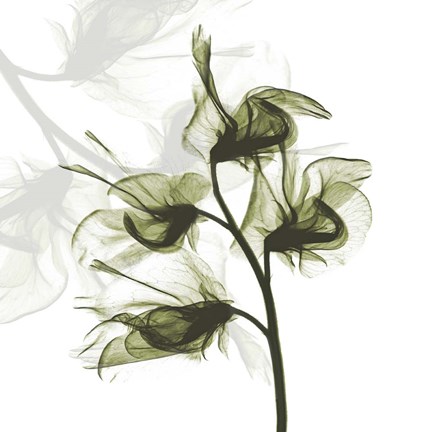 Framed Sweet Pea Dance Print