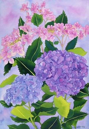 Framed Hydrangea Wonder Print