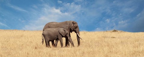 Framed Elephant and her Calf Print