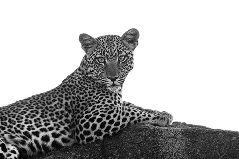 Framed Leopard in Black and White Print