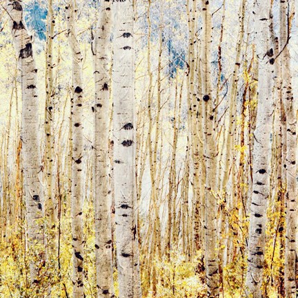 Framed Birch Grove Print