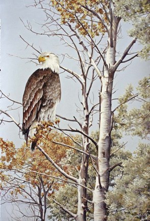 Framed At Rest Print