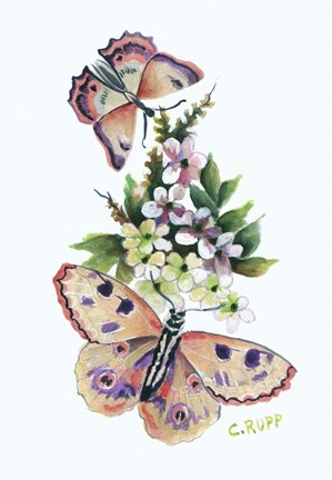 Framed Butterfly in Pink Print